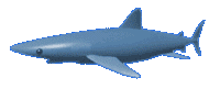 Cool shark